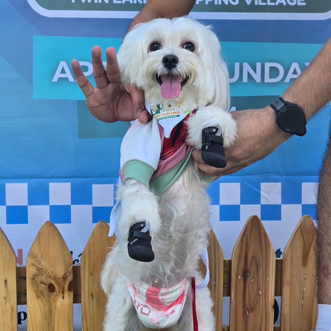 Pet enjoying the outdoors at a YGTN event