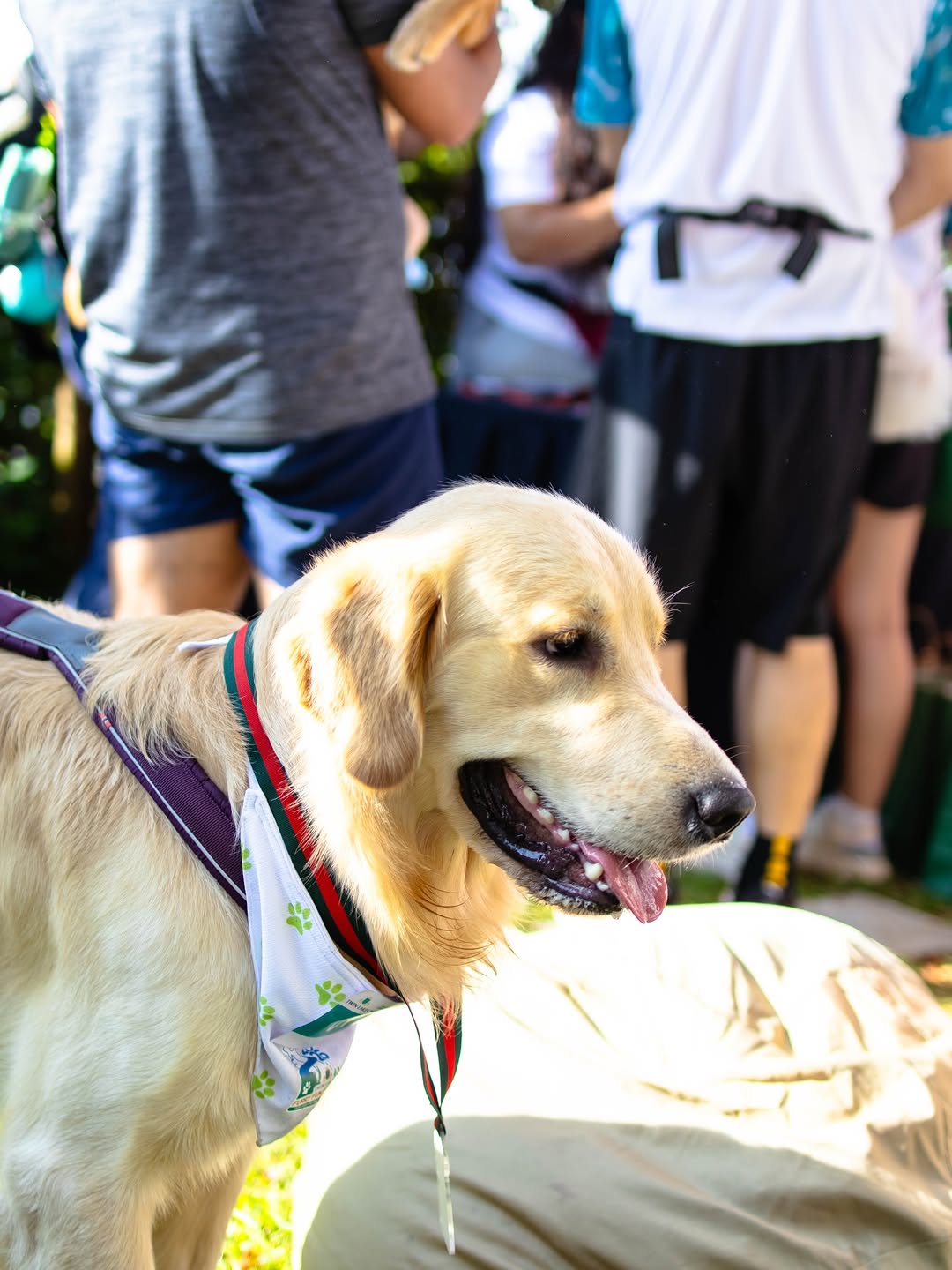 Cute pets at a YGTN Events gathering