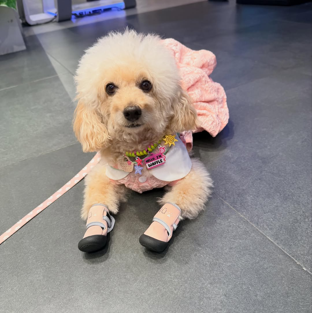 Pet accessories and products featured at YGTN events