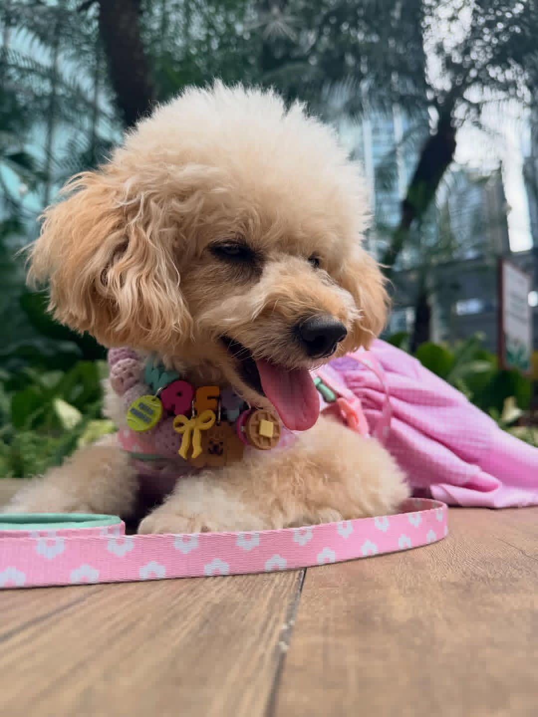 Close-up of happy poodle with pink outfit at pet event