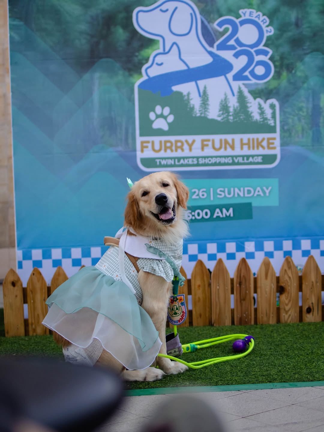 Golden retriever posing by the Furry Fun Hike event photo wall
