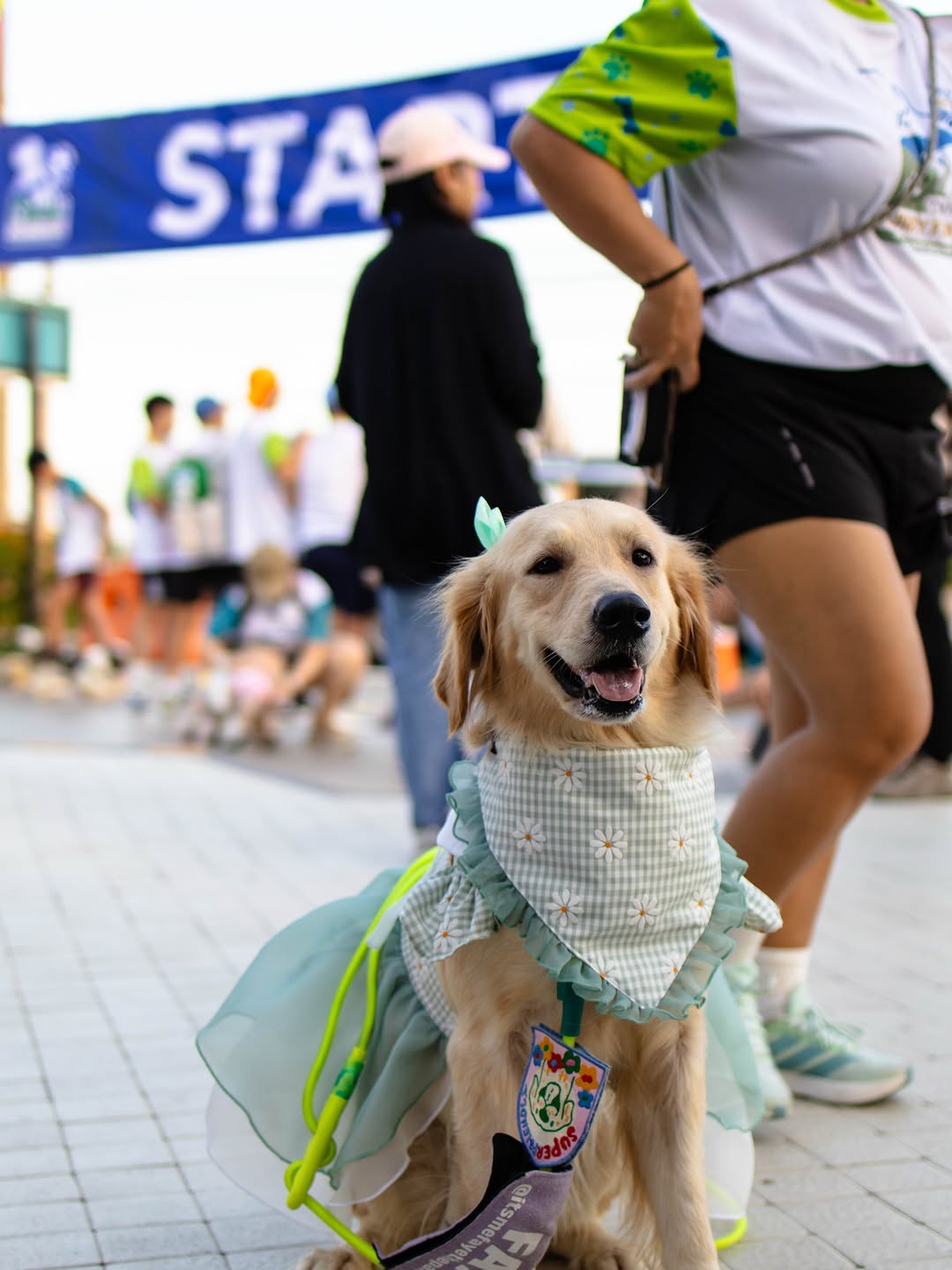 Golden retriever in costume at the START line of Furry Fun Hike at Twin Lakes
